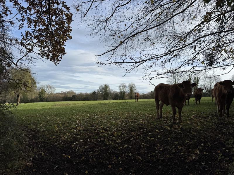 Maison ancienne - 150 m² - 5 pièces