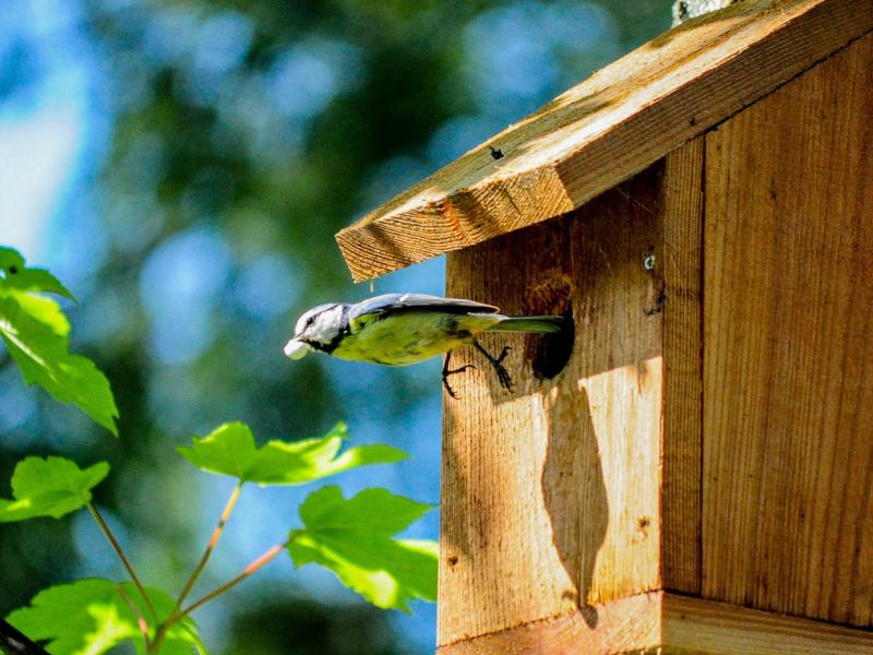 Semaine de la Biodiversité - Construction d'un nichoir à Oiseaux à Terres d'Oiseaux