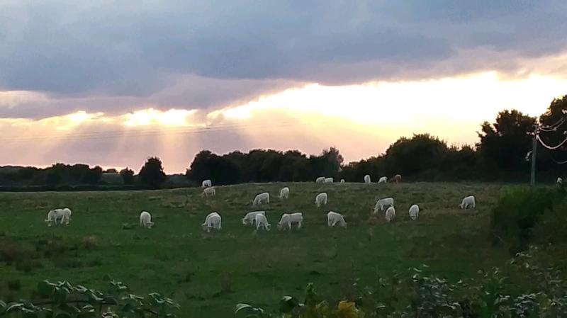 Maison - 290 m² - 7 pièces