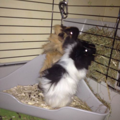 Anigarde services animaliers