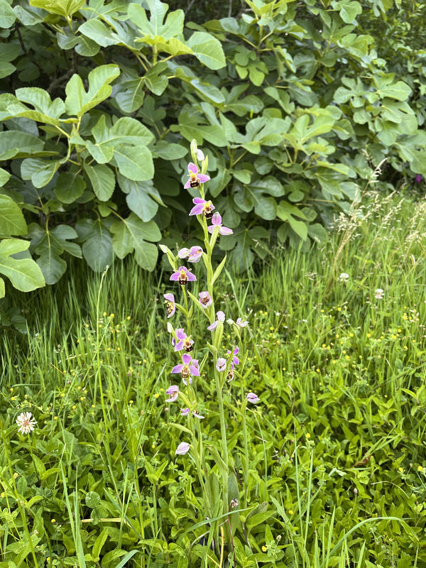 Maison - 130 m² - 4 pièces