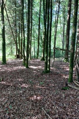 Terrain constructible - 2 229 m²