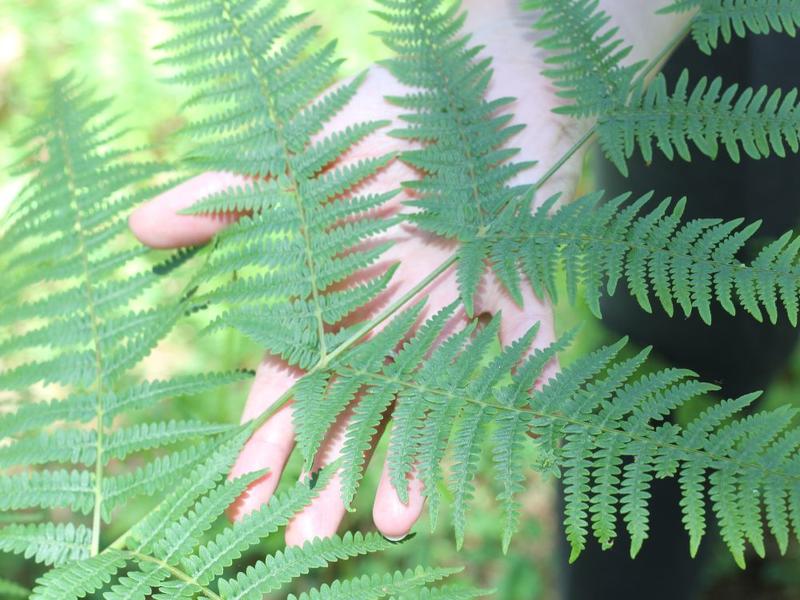 Atelier pour enfants - les secrets de la forêt