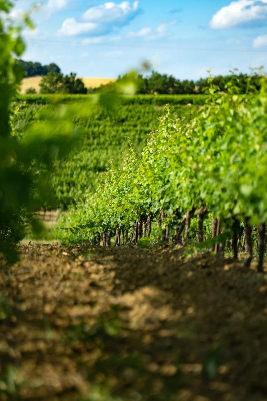 Terrain agricole - 360 000 m²