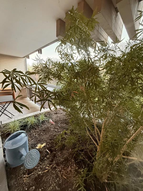 Appartement - 36 m² - 2 pièces