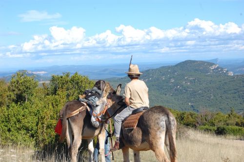 Sherp'Ânes les ânes du Causse