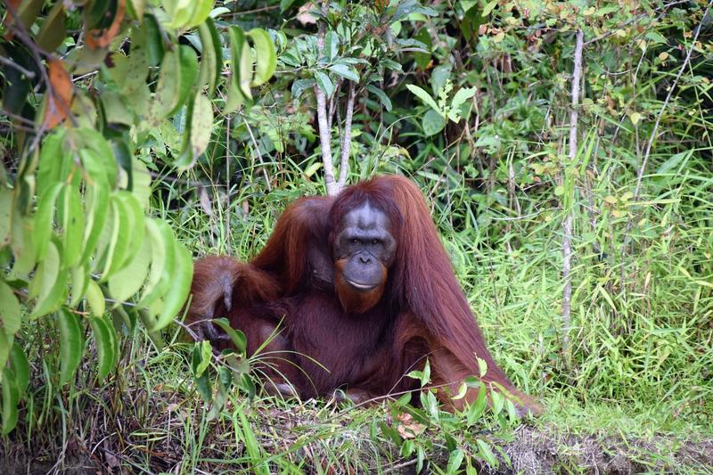 Exposition de photographies : Orang-outang, l’homme de la forêt