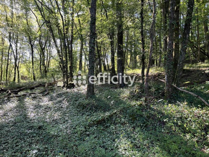 Terrain - 14 696 m²