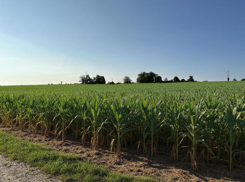 Corps de ferme - 1 600 m² - 1 pièce