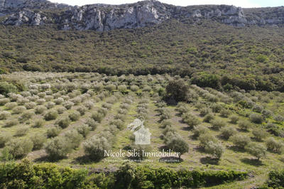 Terrain agricole - 45 557 m²