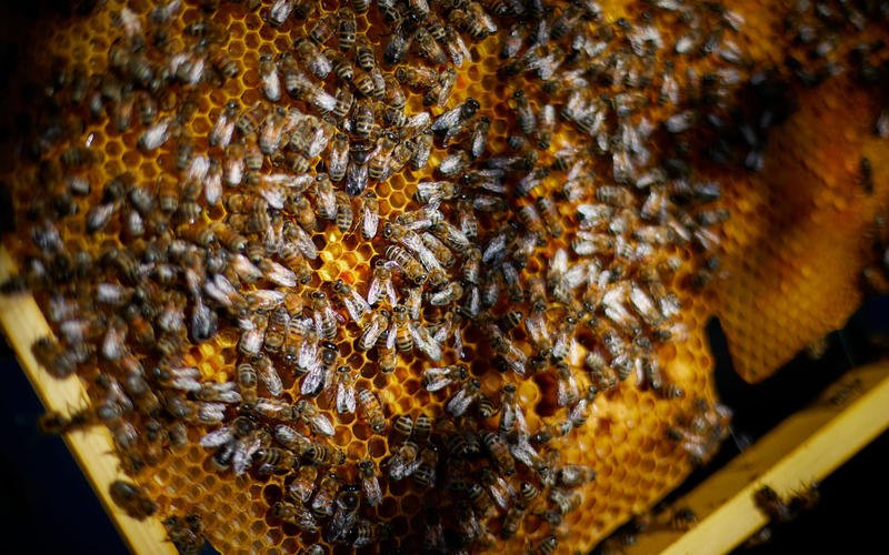 Rendez-vous nature : Rencontre avec la cigogne d'Alsace