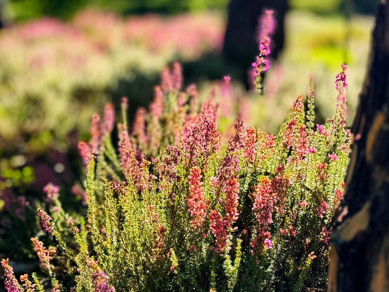 Belles soirées d'été
