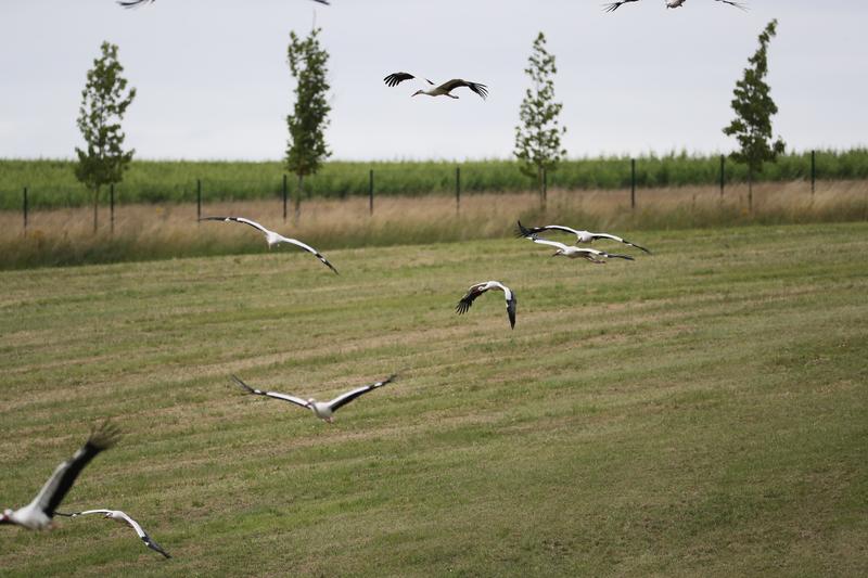 Spectacles les Maîtres des Airs et l'Odyssée des Lions de Mer au ZooParc de Beauval
