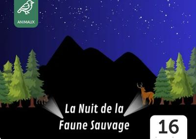 Observation de la faune sauvage la nuit