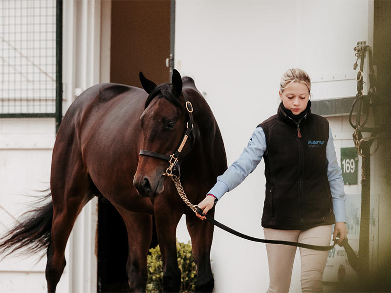 Vente aux enchères de chevaux : Vente de Yearlings d'octobre