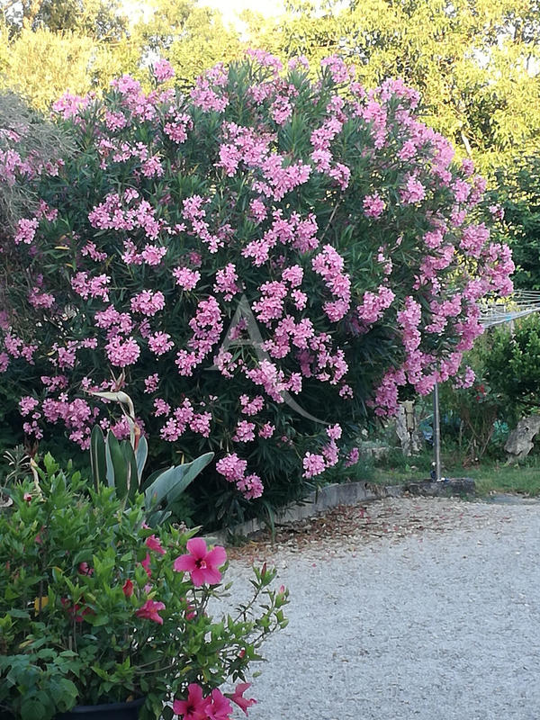 Maison - 275 m² - 6 pièces