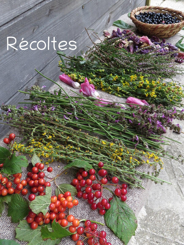 Stage de teintures végétales solaires