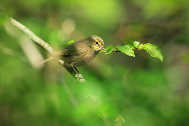 Bois d'Epinoy et d'Emolière - a l'écoute des oiseaux
