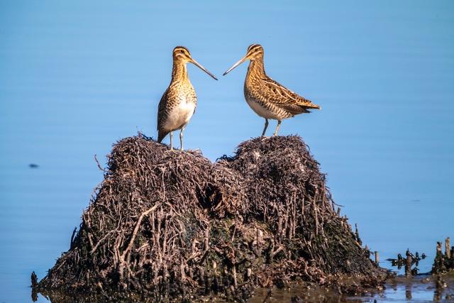 Animation Objectif Brenne pour le Téléthon