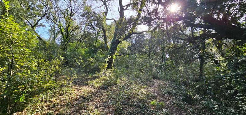 Terrain constructible - 1 309 m²