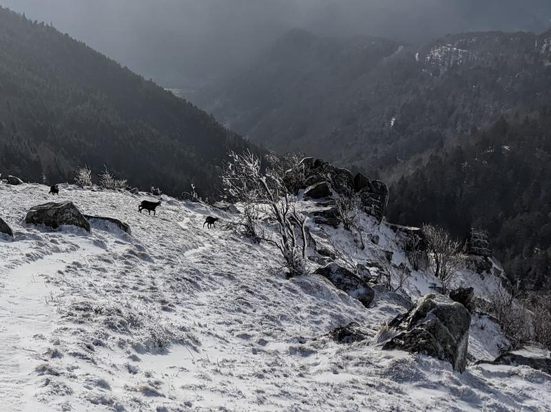 Club Vosgien : Randonnée nocturne en raquettes
