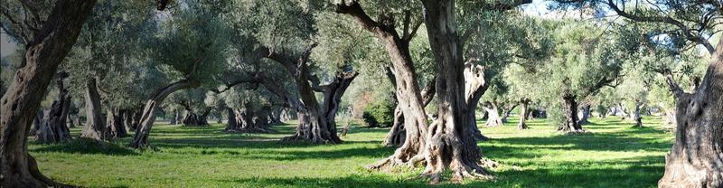 Oliveraie de Paul - Gites, oliveraie &amp; centre bien-être