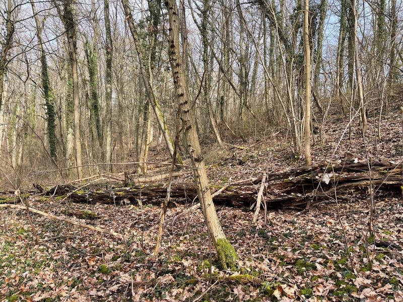 Terrain - 61 797 m²