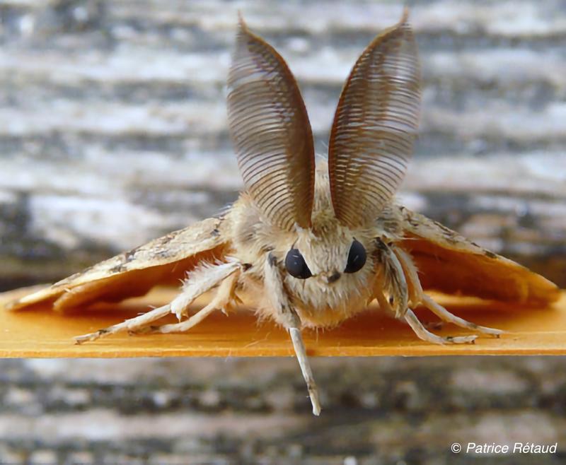 Formez-vous aux papillons de nuit