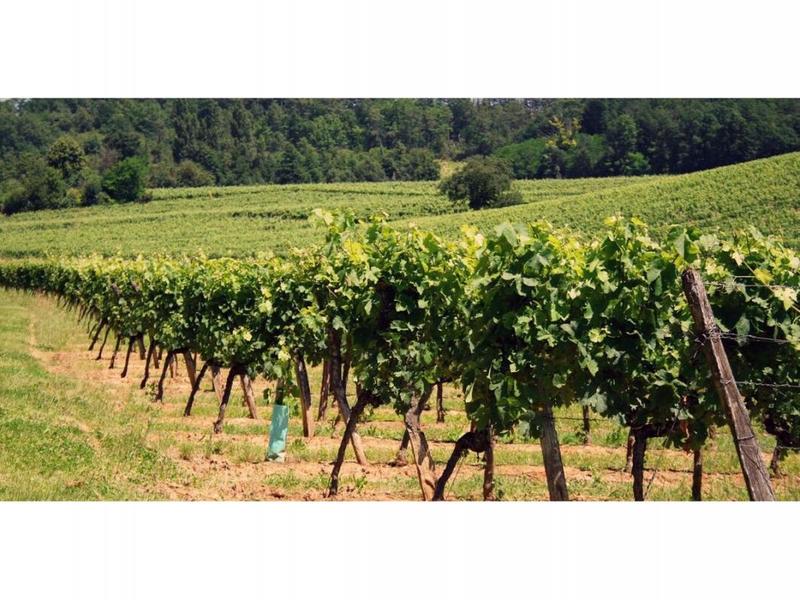 Terrain - 67 943 m²