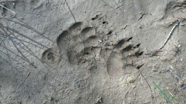 Pisteurs de la vie sauvage