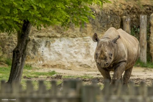 Bioparc - Zoo de Doué-la-Fontaine