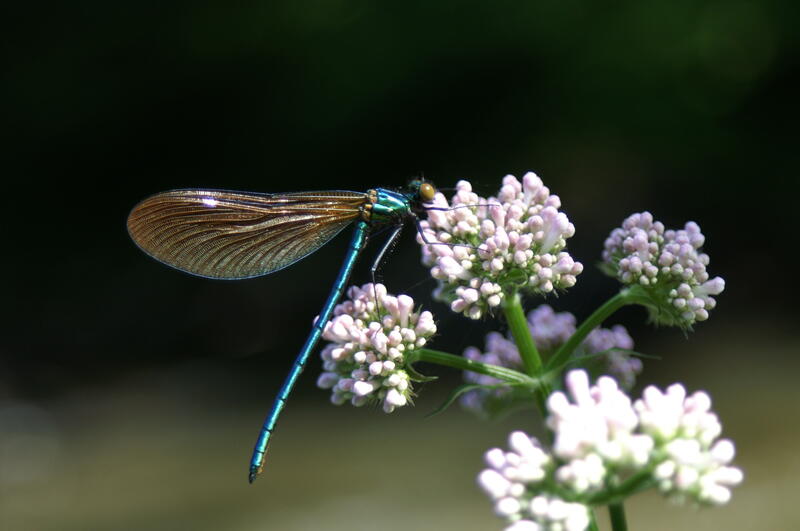 Balade Découverte "Du bon usage des plantes sauvages"