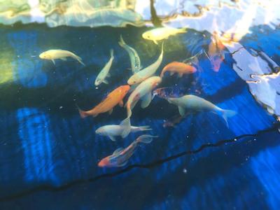 Marché de noël à la ferme aquaponique