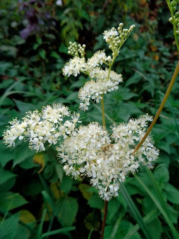 Balade et atelier "Cuisine sauvage "