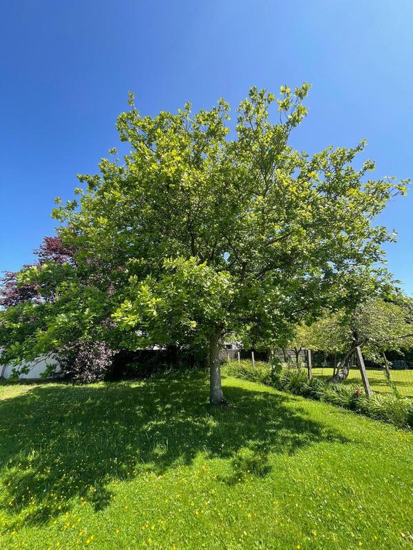 Maison traditionnelle - 117 m² - 5 pièces