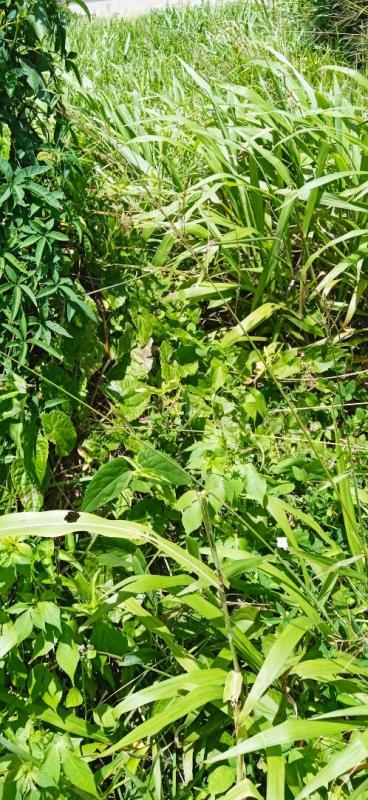 Terrain constructible - 556 m²