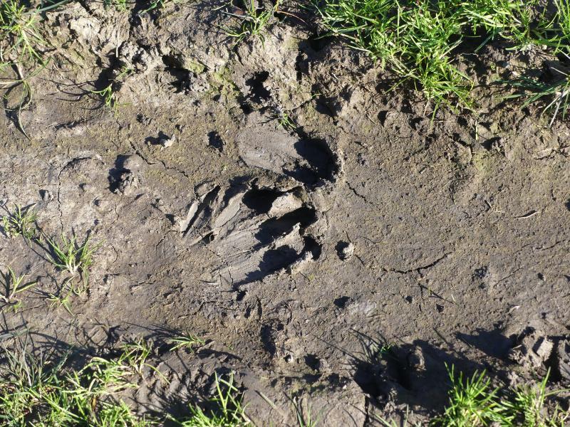 Sur les traces des Animaux à Terres d'Oiseaux