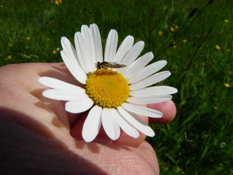 Balade botanique et rencontre avec les pollinisateurs