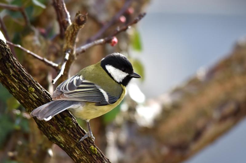 Découvrir les oiseaux forestiers d'hiver dans la forêt des Vaseix