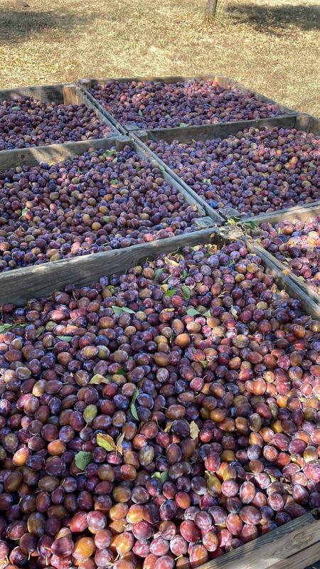 Propriété - 1 pièce