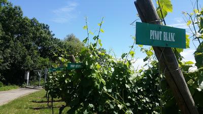 Visite guidée : la Cave du Vieil Armand