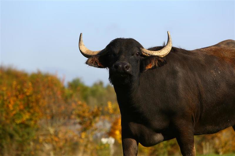 Halloween à Diverti'Parc !