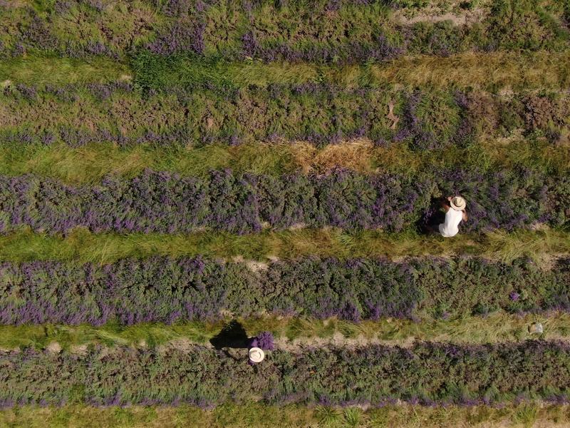 Visite guidée d’une distillerie d’huile essentielle dans la Drôme