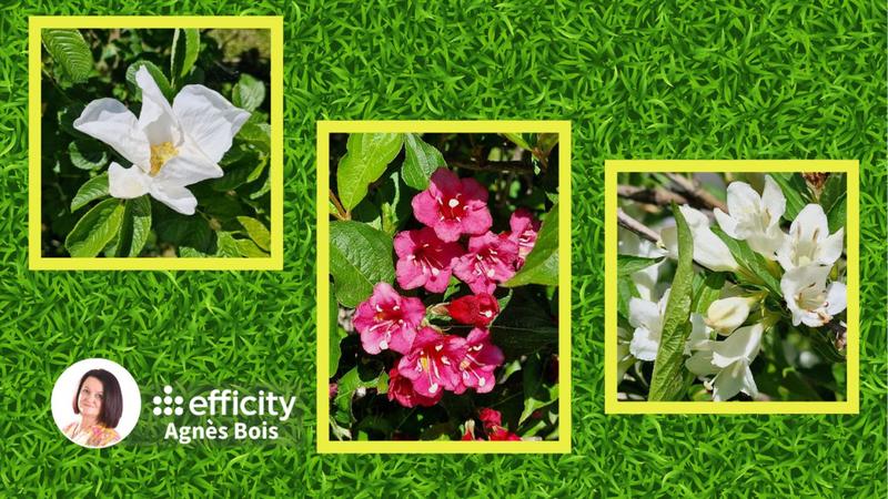 Maison - 59 m² - 4 pièces