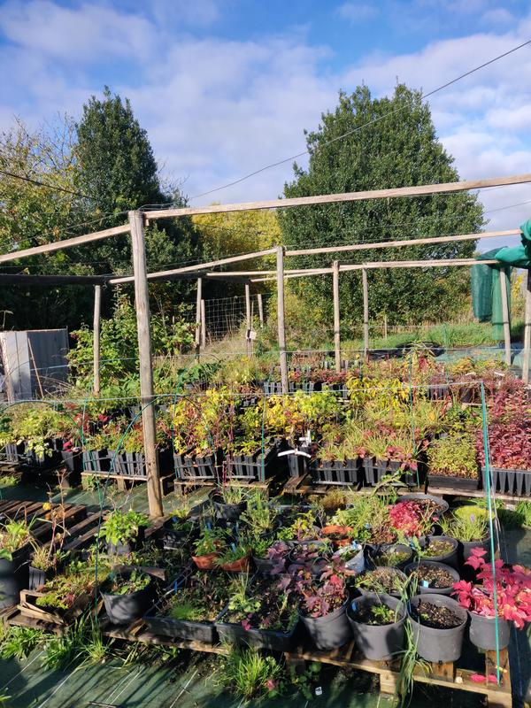 Atelier d'initiation à la greffe d'arbres fruitiers