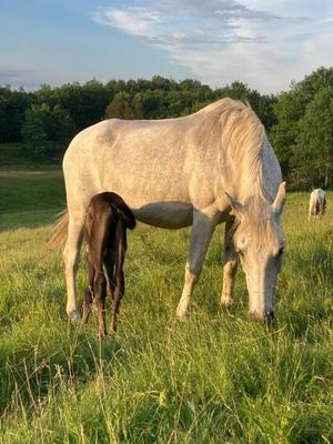 Maison de campagne - 570 m² - 20 pièces
