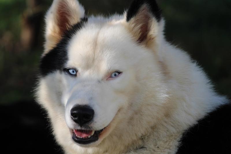 Randonner avec un chien nordique à Oloron Sainte-Marie