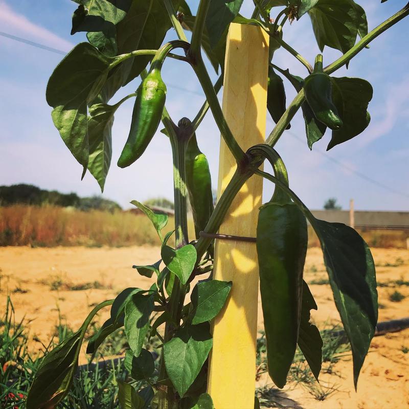 La Récolte des Gautier