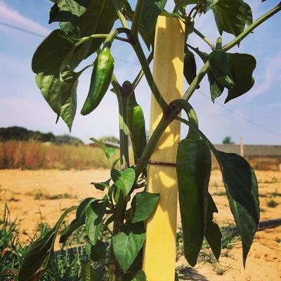 La Récolte des Gautier