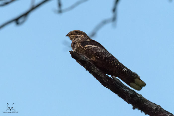 sortie crépusculaire à la recherche de l'engoulevent d'Europe